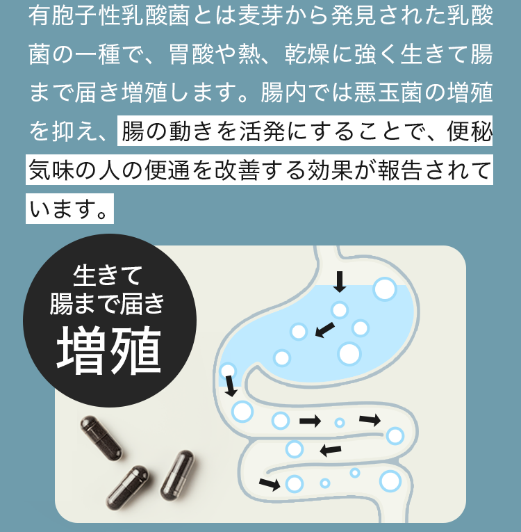 理由2有胞子性乳酸菌