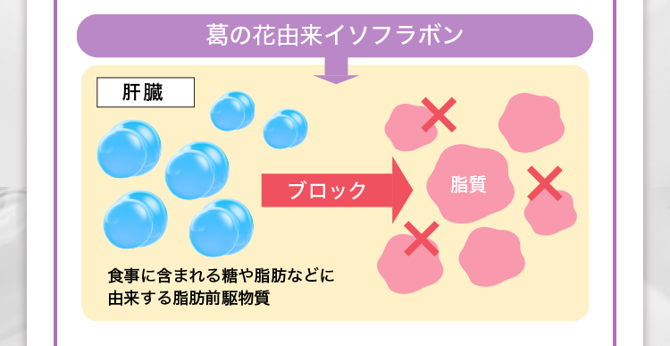 葛の花由来イソフラボン