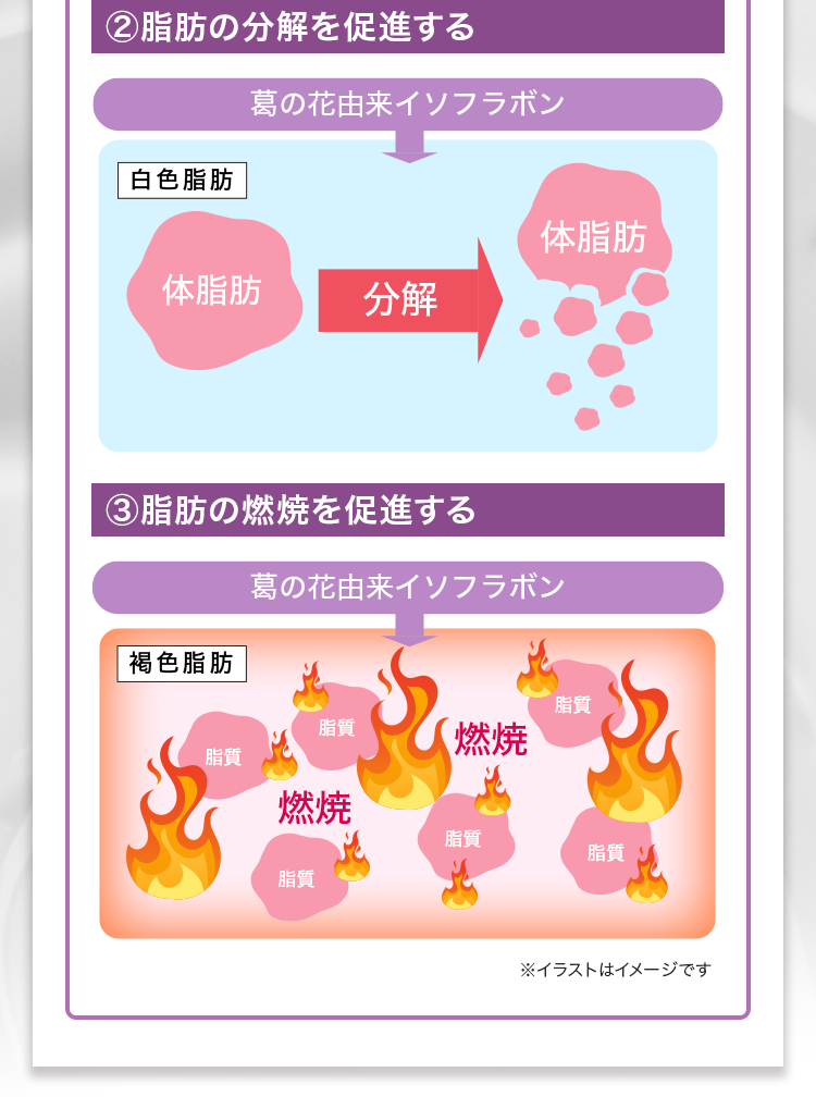 葛の花由来イソフラボン